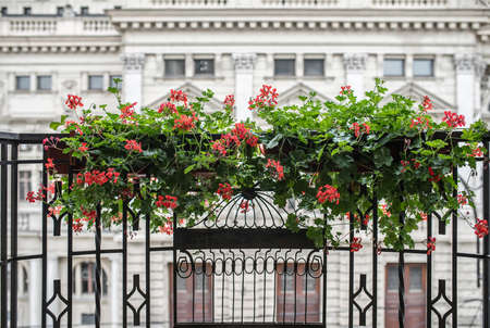 Green plants with red flowers in potsの写真素材