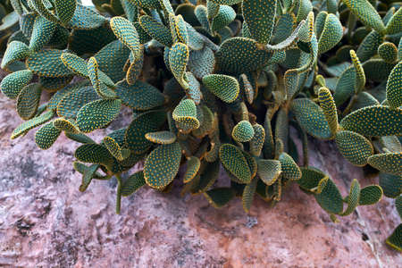 Closeup photo of blooming green cactus on pink stoneの写真素材