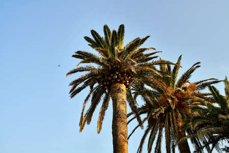 Few palm trees with green-brown leaves on sunny sky backgroundの写真素材