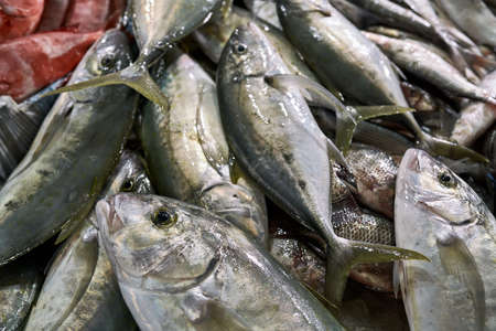 Wet fresh green-silver and red fishes lying on each otherの写真素材