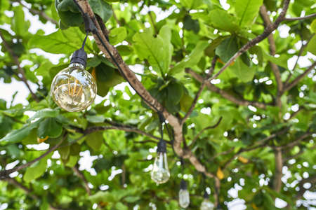 Edison lamps hanging on cables on green tree outdoorsの写真素材