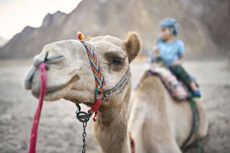 Child in a blue T-shirt sits on the arabian camel with a colorful saddle in the desert on the background of mountains and sunny sky. Closeup low aperture photo. Horizontal.の写真素材