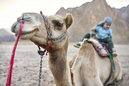 Small boy in checkered keffiyeh on arabian camel outdoorsの写真素材