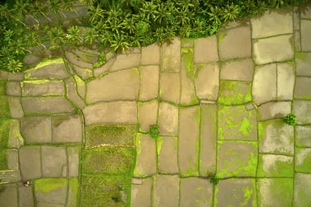 Tropical landscape of wet rice fields in Ubud on Baliの写真素材