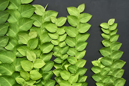 Closeup photo of colorful lianas on dark gray wallの写真素材