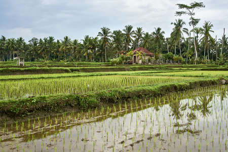 Tropical landscape of wet rice fields in Ubud on Baliの写真素材
