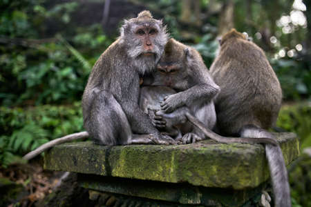Family of macaques resting in Monkeys Forest on Baliの写真素材