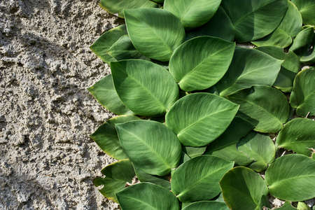 Closeup photo of colorful lianas on shabby wallの写真素材