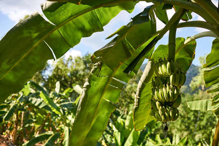 Banana tree with bunches of green fruit on sunny backgroundの写真素材
