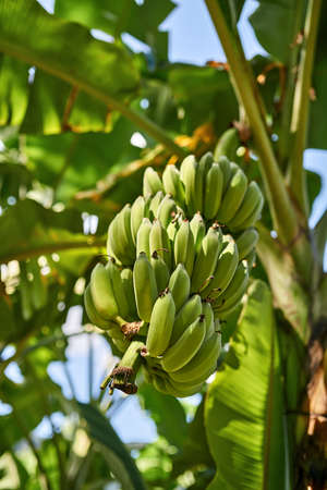 Banana tree with bunches of green fruit on sunny backgroundの写真素材