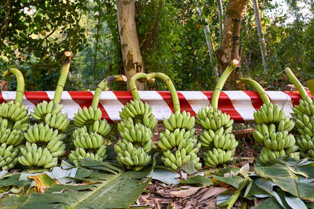Felled banana trees with many bunches of green fruit lying outdoorsの写真素材