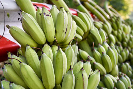 Felled banana trees with many bunches of green fruit lying outdoorsの写真素材
