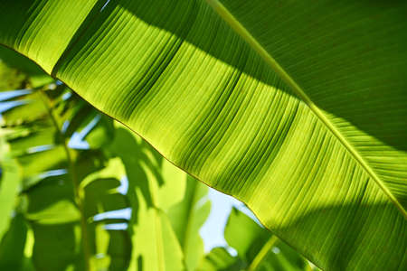 Closeup photo of textured green banana tree leaves outdoorsの写真素材