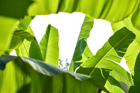 Closeup photo of textured green banana tree leaves outdoorsの写真素材