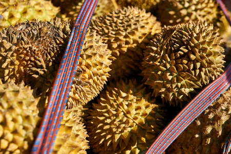 Closeup photo of colorful spiny durians on market outdoorsの写真素材