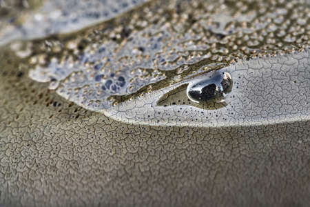Macro photo of forepart of amazing horseshoe crabの写真素材