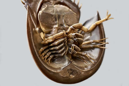 Closeup photo of underside of horseshoe crab with legs and clawsの写真素材