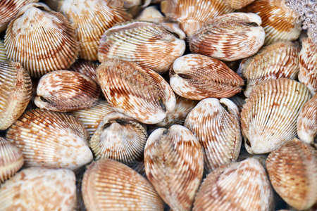 Red-brown-beige mollusk lying under water surface outdoorsの写真素材
