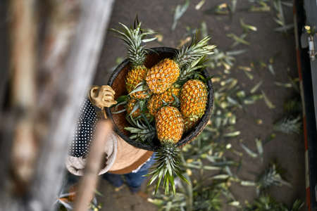 Truck body with worker inside which carries pineapplesの写真素材