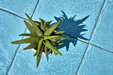 Colorful plant in light pot on sunny background of cyan floorの写真素材