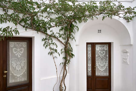 Old house with climbing plants on white facadeの写真素材