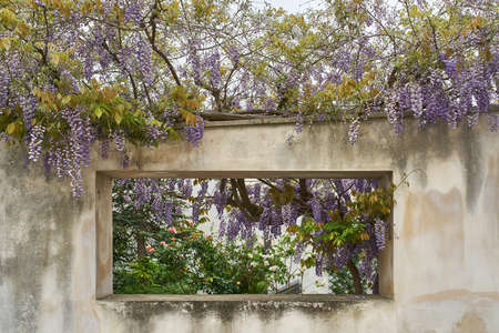 Old building between flowering trees in Alberobello town in Italyの写真素材