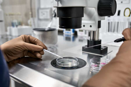 Process of in vitro fertilization in laboratoryの写真素材
