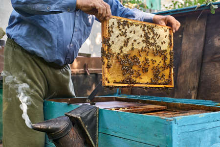 Process of harvesting honey from wooden beehive outdoorsの写真素材