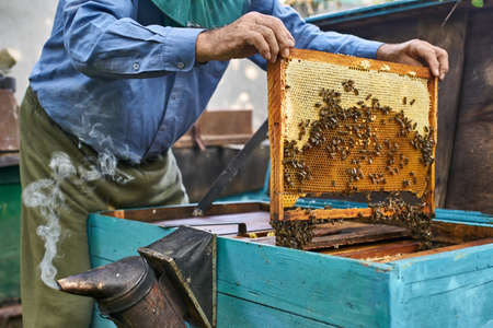 Process of harvesting honey from wooden beehive outdoorsの写真素材