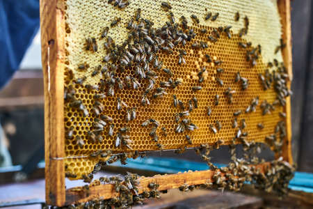 Closeup view at honeycomb with honey and many beesの写真素材