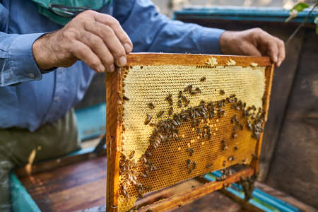 Process of harvesting honey from wooden beehive outdoorsの写真素材