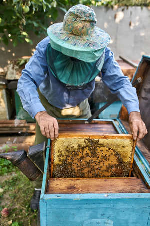 Process of harvesting honey from wooden beehive outdoors