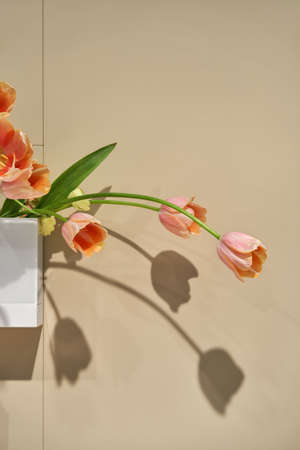 Wonderful colorful flowers in the white pot on the beige wall background in the studio. Closeup. Vertical.の写真素材