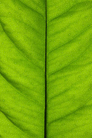 Texture of green sunny leaf. Close-up
