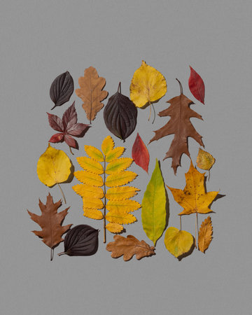 Colorful autumn leaves on a gray background