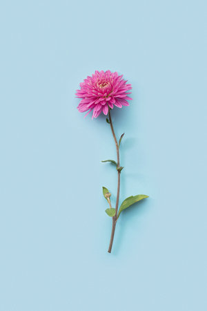 Pink gerbera flowers on blue backgroundの写真素材