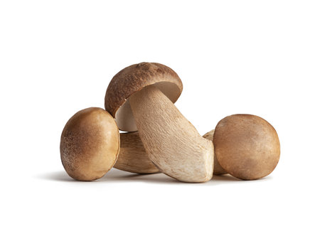 Different white mushrooms on a white backgroundの写真素材