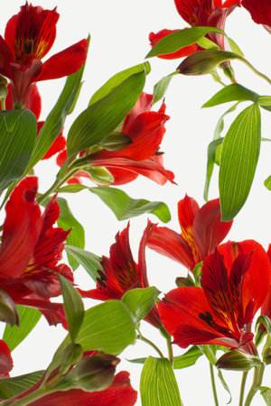 colorful alstroemeria flowers on a beige backgroundの写真素材
