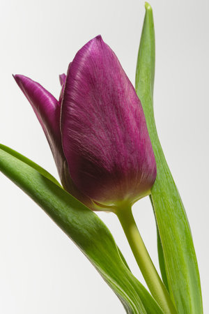 Macro photo of a tulip on a white backgroundの写真素材