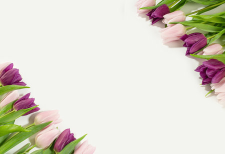 Tulips on a white backgroundの写真素材