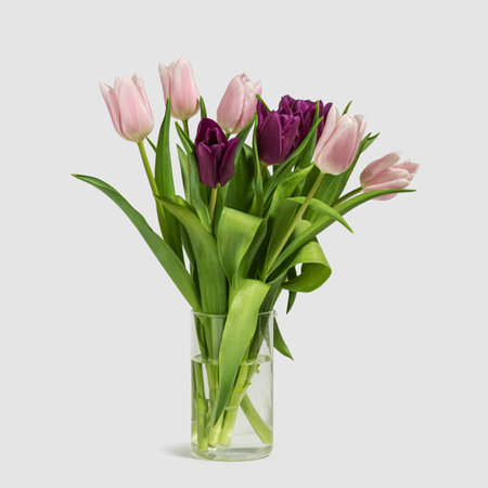 Tulips on a white backgroundの写真素材