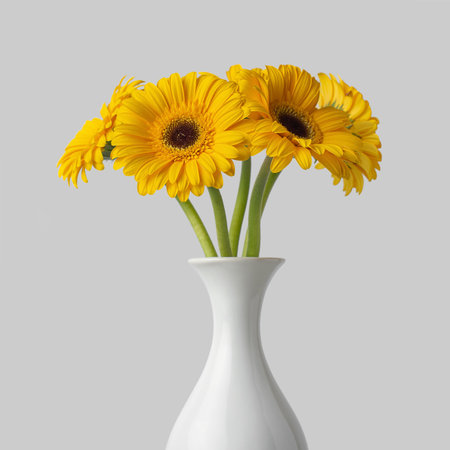 yellow daisies on white backgroundの写真素材