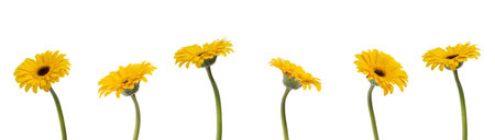 yellow daisies on white backgroundの写真素材