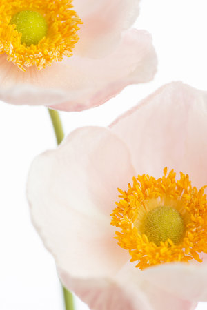 Macro photo of summer pink flowers on a white backgroundの写真素材