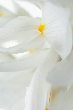 Macro texture of white iris flowers, petalsの写真素材