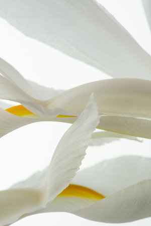 Macro texture of white iris flowers, petalsの写真素材