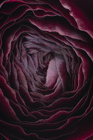 Macro photo of lilac dark flowerの写真素材