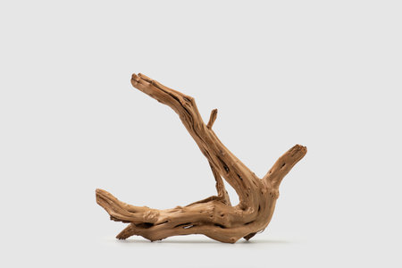 tree root on white isolated backgroundの写真素材