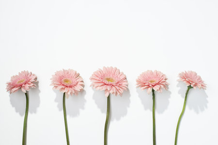Pink gerberas on a white backgroundの写真素材