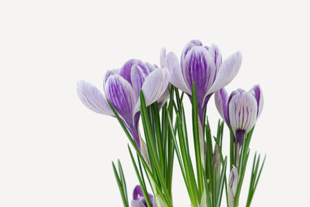 Purple saffron flowers on a white isolated photoの写真素材